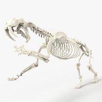 Smilodon Prehistoric Lion - Saber-toothed tiger Skeleton Skull