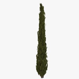 Italian Cypress 1D