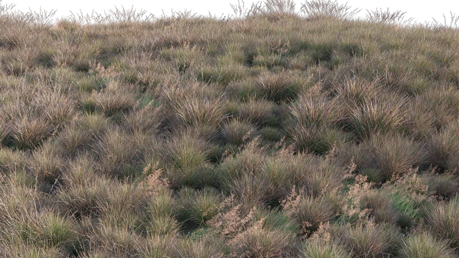 Chionochloa rubra - Red Tussock Grass 3D https://p.turbosquid.com/ts-thumb/gw/LJ1ejY/Ha/3dtree_chionochloarubra_v2_10/jpg/1666759281/1920x1080/fit_q87/22c787ff2812d218fd511113b028514553ec28a4/3dtree_chionochloarubra_v2_10.jpg