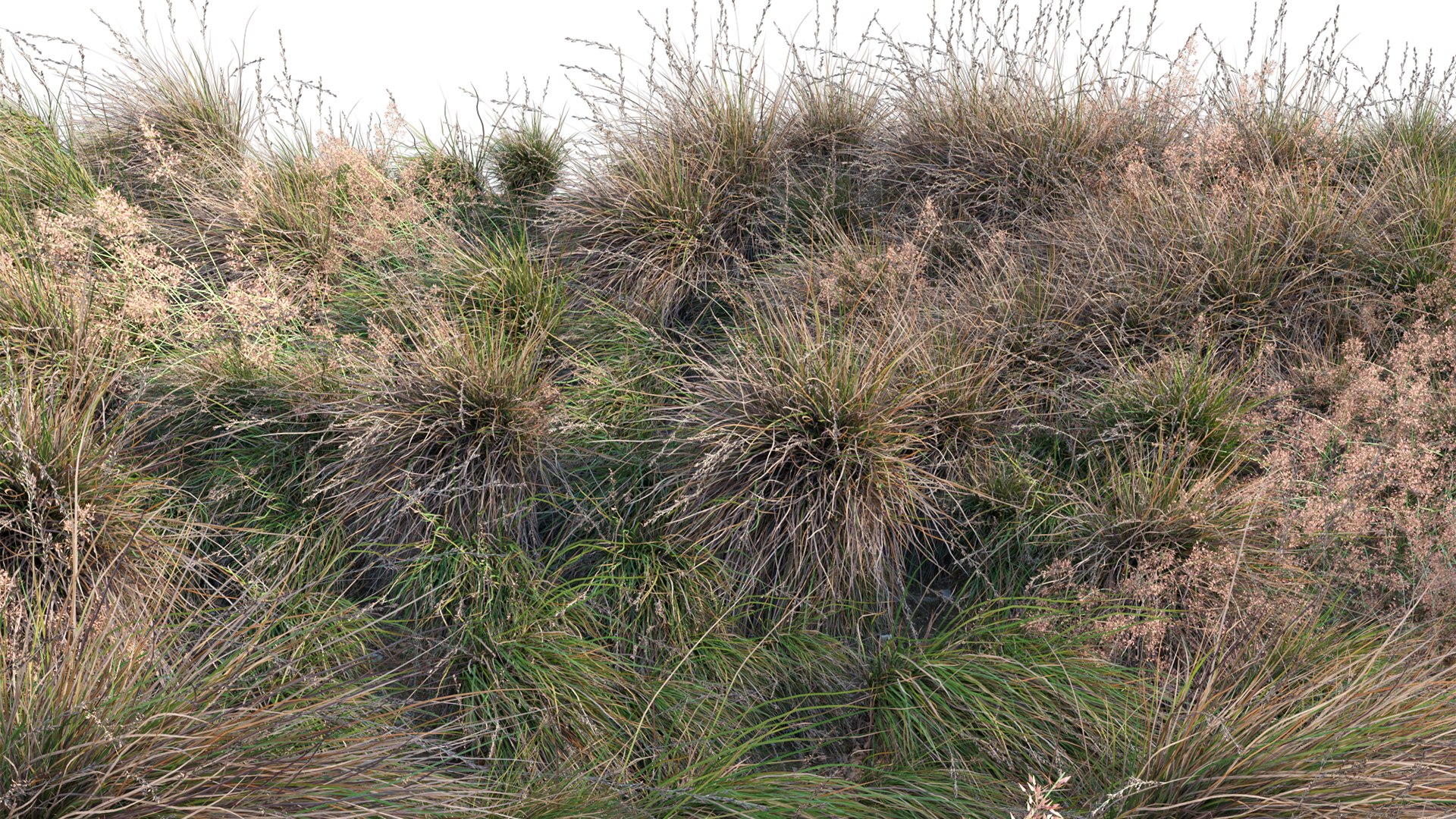 Chionochloa rubra - Red Tussock Grass 3D https://p.turbosquid.com/ts-thumb/gw/LJ1ejY/Jk/3dtree_chionochloarubra_v2_07/jpg/1666759289/1920x1080/fit_q87/894b5f5cbb2d46bc0285395c4e57b3849d770f4d/3dtree_chionochloarubra_v2_07.jpg