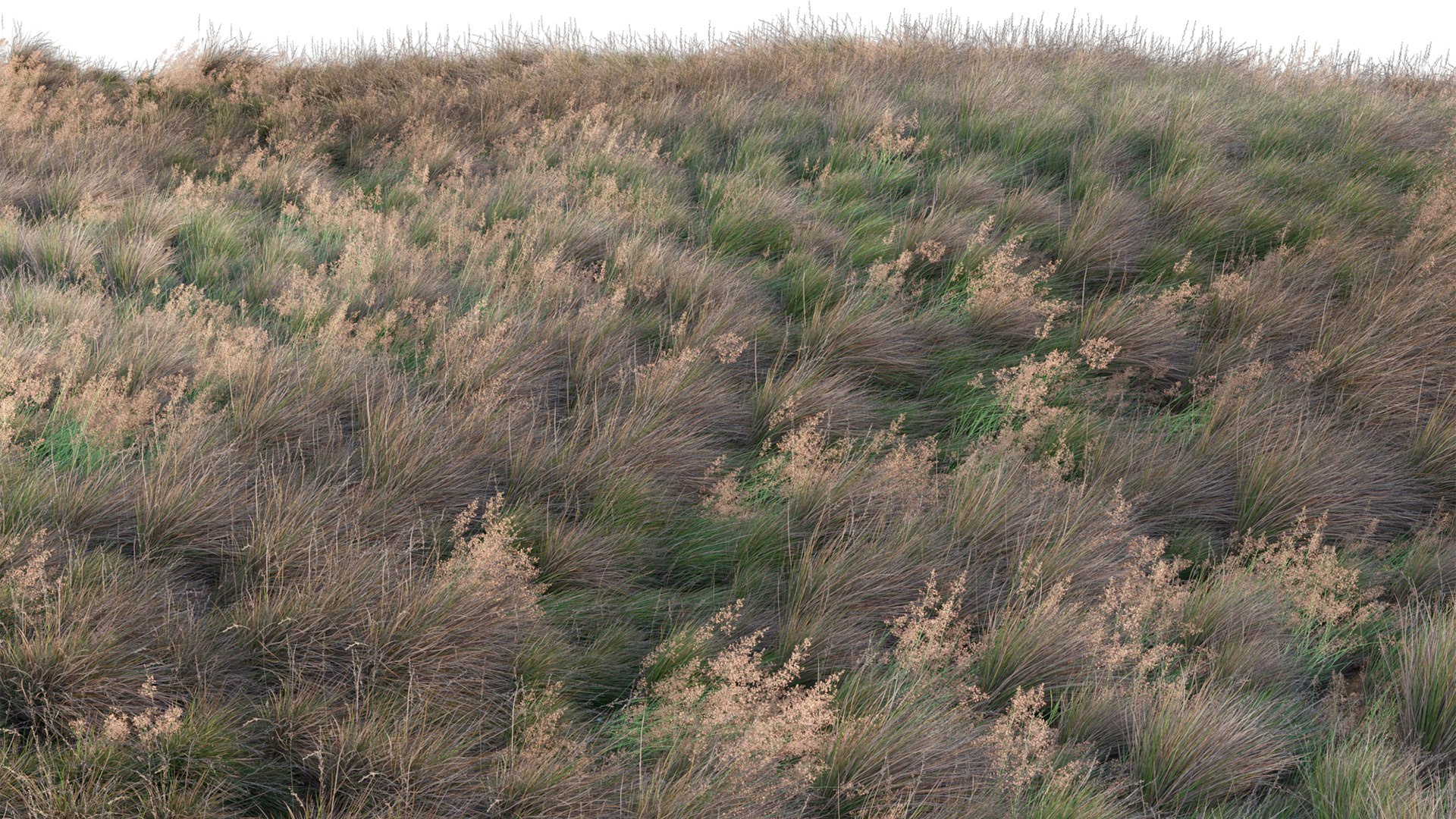 Chionochloa rubra - Red Tussock Grass 3D https://p.turbosquid.com/ts-thumb/gw/LJ1ejY/Oi/3dtree_chionochloarubra_v2_08/jpg/1666759292/1920x1080/fit_q87/15819a79cec42cbba03a9f33fd3398d861492b64/3dtree_chionochloarubra_v2_08.jpg
