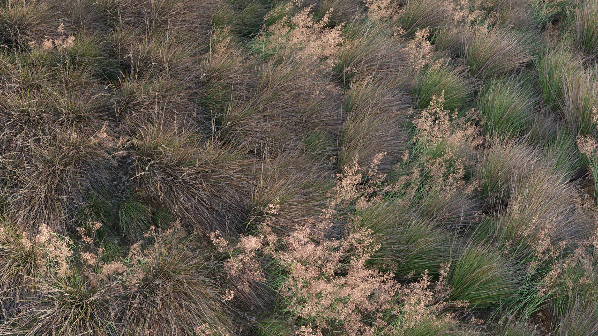 Chionochloa rubra - Red Tussock Grass 3D https://p.turbosquid.com/ts-thumb/gw/LJ1ejY/Wj/3dtree_chionochloarubra_v2_09/jpg/1666759351/1920x1080/fit_q87/538e2072ebe167d2fdb4147801065d4aa6a926e2/3dtree_chionochloarubra_v2_09.jpg