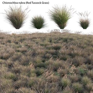 Chionochloa rubra - Red Tussock Grass 3D