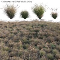 Chionochloa rubra - Red Tussock Grass