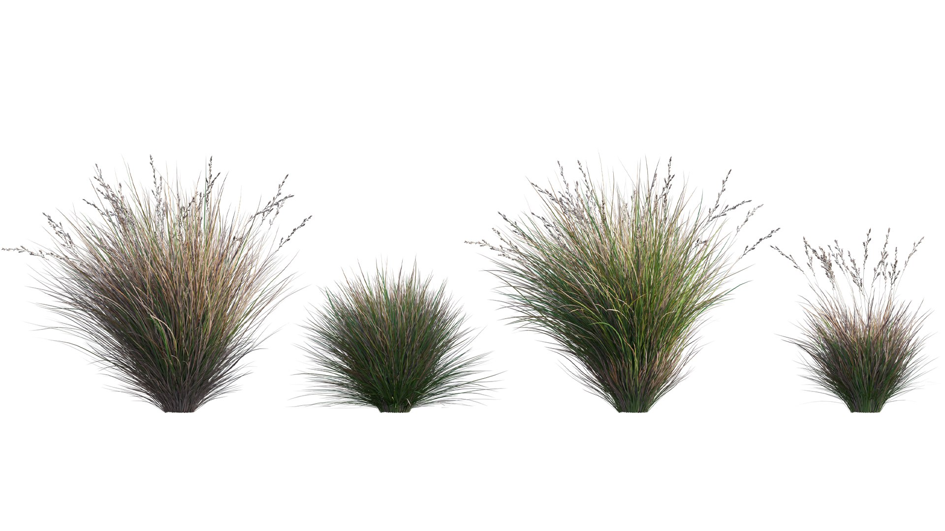 Chionochloa rubra - Red Tussock Grass 3D https://p.turbosquid.com/ts-thumb/gw/LJ1ejY/er/3dtree_chionochloarubra_v1_02/jpg/1666759285/1920x1080/fit_q87/7cbf65a7d788984c2af184e2551a36b95a9edfbf/3dtree_chionochloarubra_v1_02.jpg