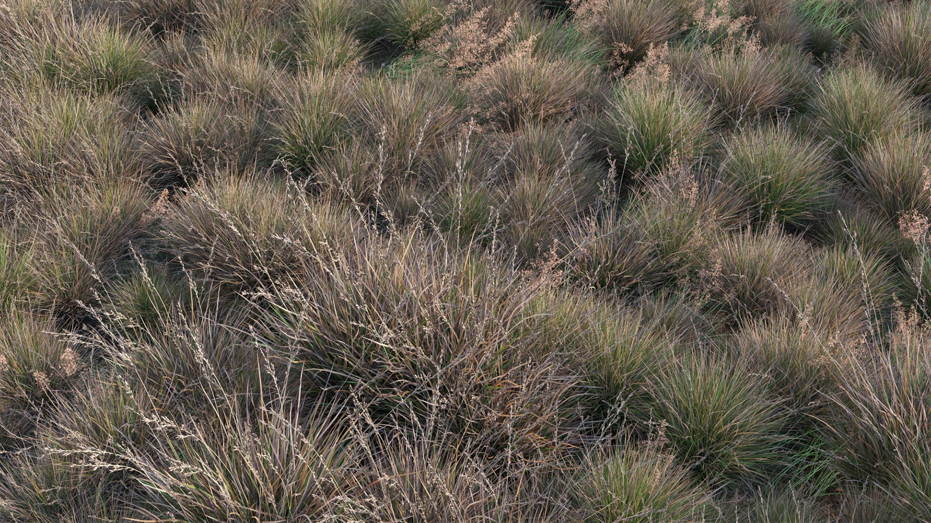 Chionochloa rubra - Red Tussock Grass 3D https://p.turbosquid.com/ts-thumb/gw/LJ1ejY/us/3dtree_chionochloarubra_v2_11/jpg/1666759333/1920x1080/fit_q87/cafb34efc84c135313910bdb951fc9b571128351/3dtree_chionochloarubra_v2_11.jpg