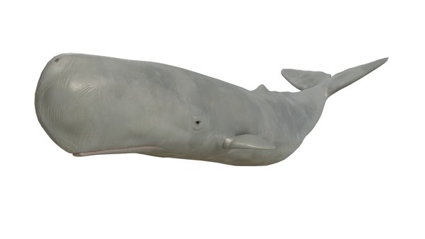 マッコウクジラ3Dモデル - TurboSquid 1637628 マッコウクジラ3Dモデル - TurboSquid 1637628