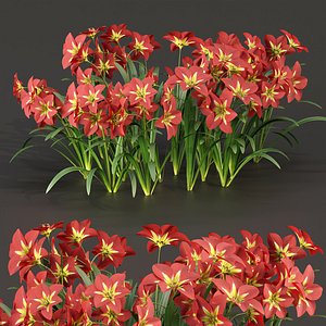 Amaryllis flowers vol 128 3D model