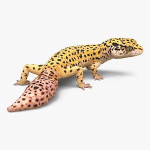 3d leopard gecko pose 4 model