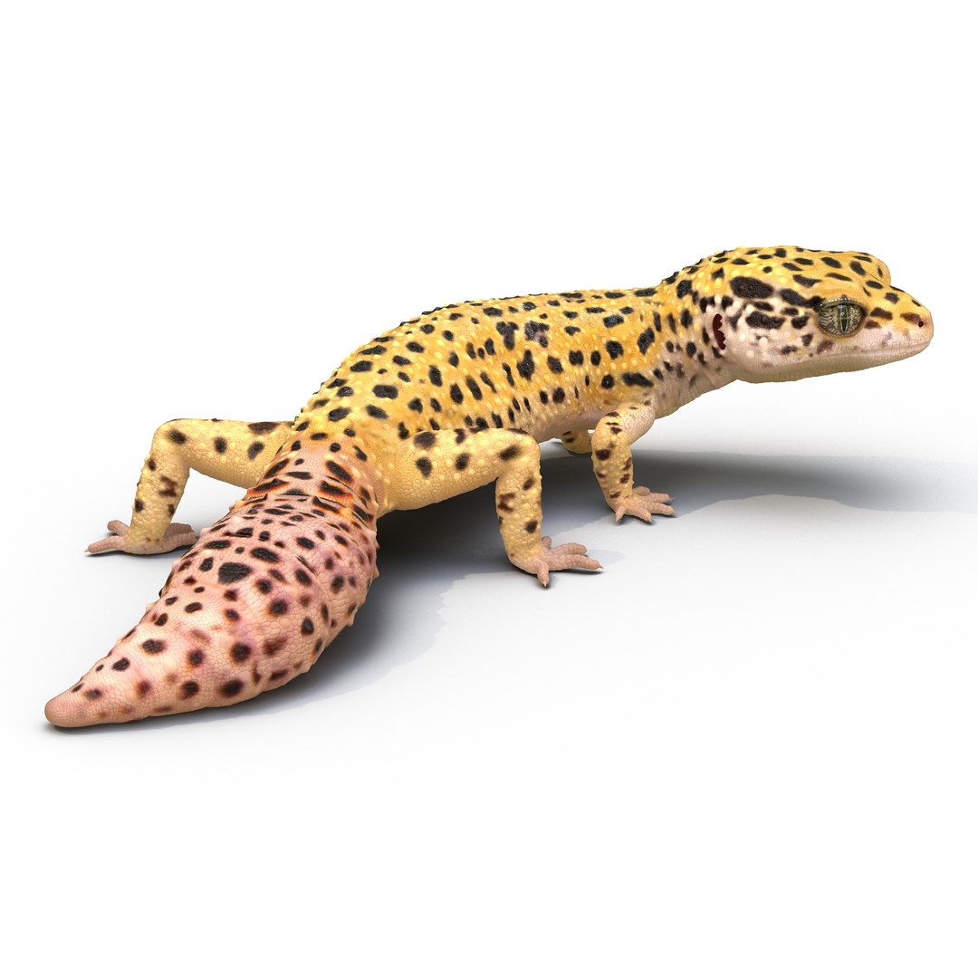 3d leopard gecko pose 4 model https://p.turbosquid.com/ts-thumb/gw/gLP4UV/961EeO8A/leopardgecko3ds3dmodel02/jpg/1460265112/1920x1080/fit_q87/7e78a5ee8f96434b6a727bcecf49c0fafefe19ba/leopardgecko3ds3dmodel02.jpg