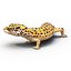 3d leopard gecko pose 4 model