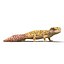 3d leopard gecko pose 4 model