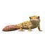 3d leopard gecko pose 4 model