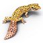 3d leopard gecko pose 4 model
