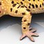 3d leopard gecko pose 4 model