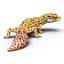 3d leopard gecko pose 4 model