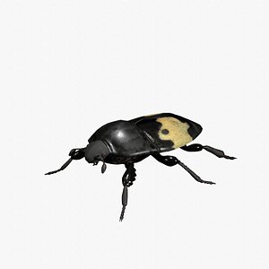 3D model saprinus interruptus beetle