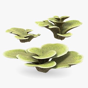 Montipora Foliosa Corals Collection 3D