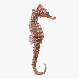 3D spotted seahorse hippocampus kuda model