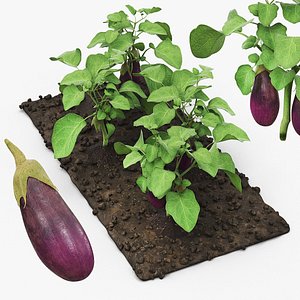 Eggplant Plants with Cultivated Soil Purple