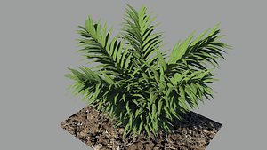 plant shrub