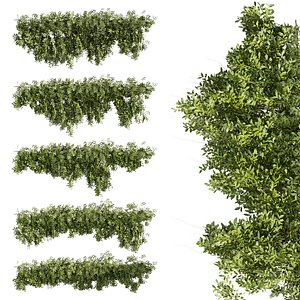 3D Collection plant vol 464 - bush - ivy - 3dsmax - cinema 4d model