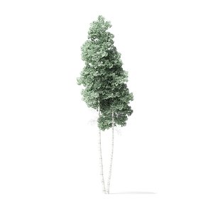 quaking aspen tree 9 3D