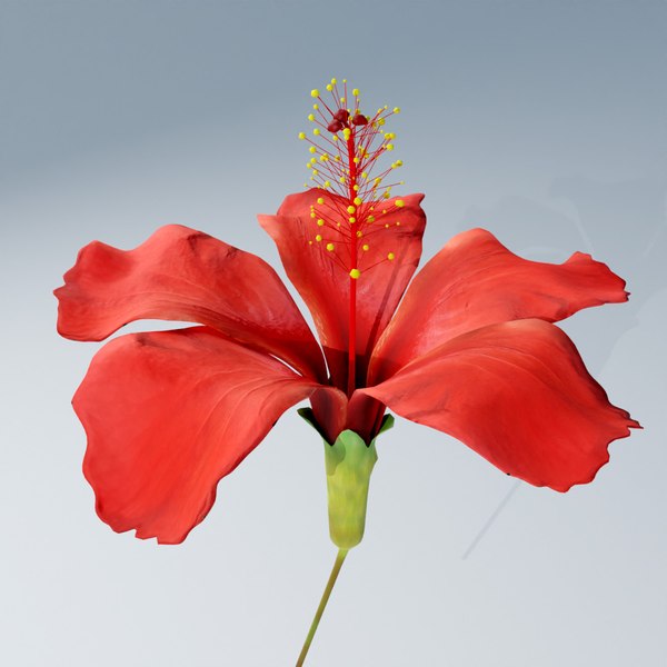 Red Hibiscus Flower 3D model