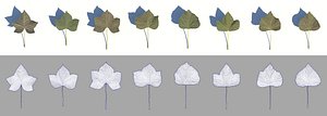 ivy leaves