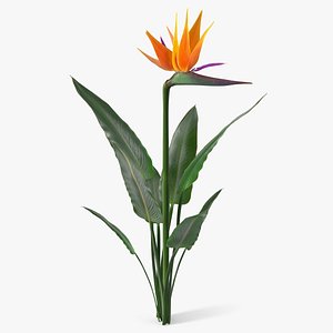 Bird of Paradise Flower Plant