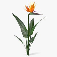 Bird of Paradise Flower Plant