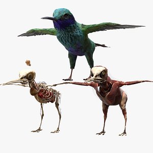 HummingBird Fur Anatomy