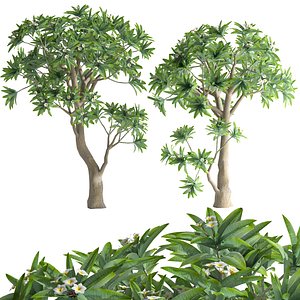 3D model Plumeria Rubra-frangipani Tree-04