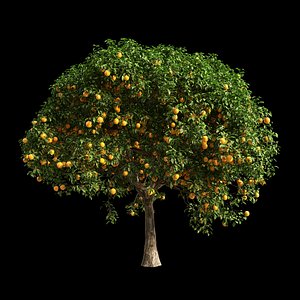 3D fruit tree orange model