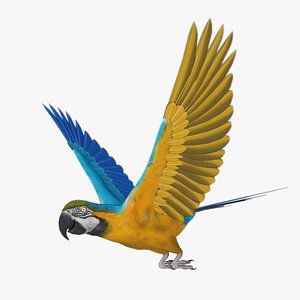 Macaw