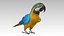 Macaw