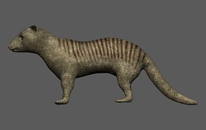 Realistic fully rigged Low polygon Mongoose