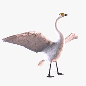 3D swan whooper cygnus model
