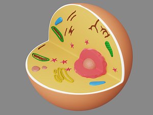 Animal Cell