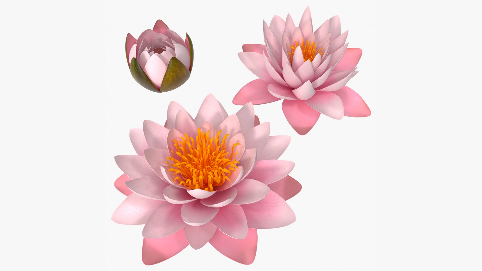 Nymphaea Colorado Pink Lily Kit 3D model https://p.turbosquid.com/ts-thumb/gy/UWVAhQ/Bf/nymphaea_colorado_pink_lily_set_001/jpg/1776912514/1920x1080/fit_q87/ded9c1a787eae39558876700ea8cc40b54c25b78/nymphaea_colorado_pink_lily_set_001.jpg
