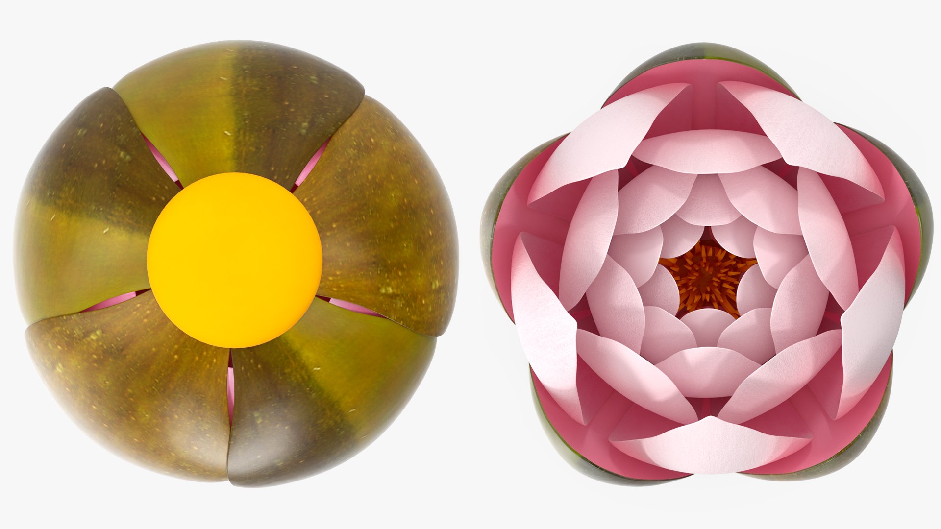 Nymphaea Colorado Pink Lily Kit 3D model https://p.turbosquid.com/ts-thumb/gy/UWVAhQ/PH/nymphaea_colorado_pink_lily_set_021/jpg/1776912620/1920x1080/fit_q87/b19bbceffb1611dfc7e26ffd5662a5b365f04821/nymphaea_colorado_pink_lily_set_021.jpg