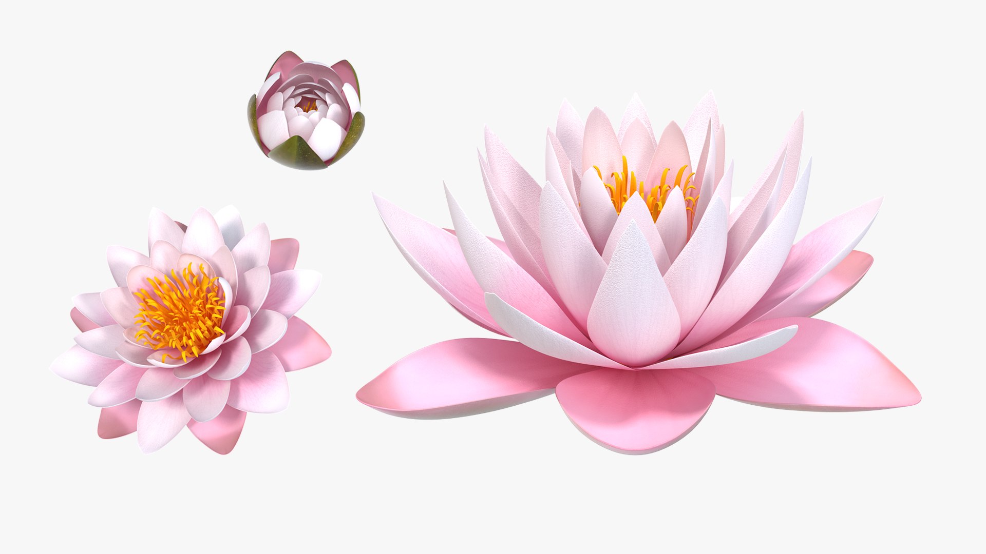 Nymphaea Colorado Pink Lily Kit 3D model https://p.turbosquid.com/ts-thumb/gy/UWVAhQ/R3/nymphaea_colorado_pink_lily_set_0005/jpg/1776912537/1920x1080/fit_q87/6be335effa80477a2845ad9d36dde2b216775fee/nymphaea_colorado_pink_lily_set_0005.jpg