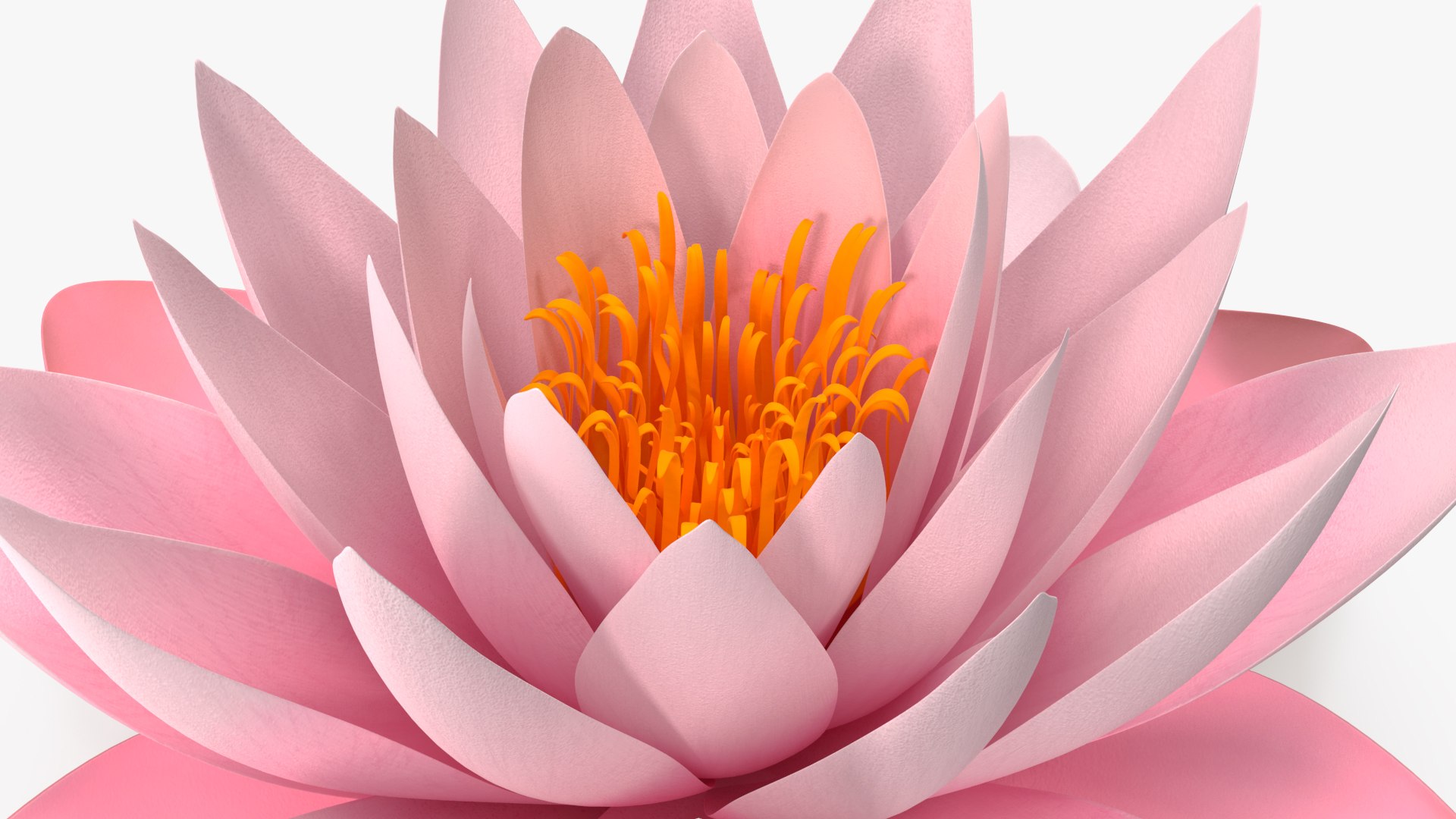 Nymphaea Colorado Pink Lily Kit 3D model https://p.turbosquid.com/ts-thumb/gy/UWVAhQ/bF/nymphaea_colorado_pink_lily_set_023/jpg/1776912625/1920x1080/fit_q87/e1117041b7dffbd82d809d9a82c7d9c41b6c2e75/nymphaea_colorado_pink_lily_set_023.jpg