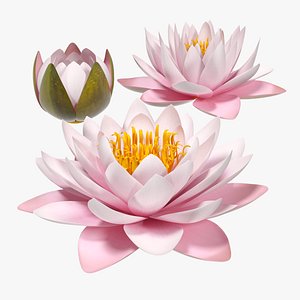 Nymphaea Colorado Pink Lily Kit 3D model