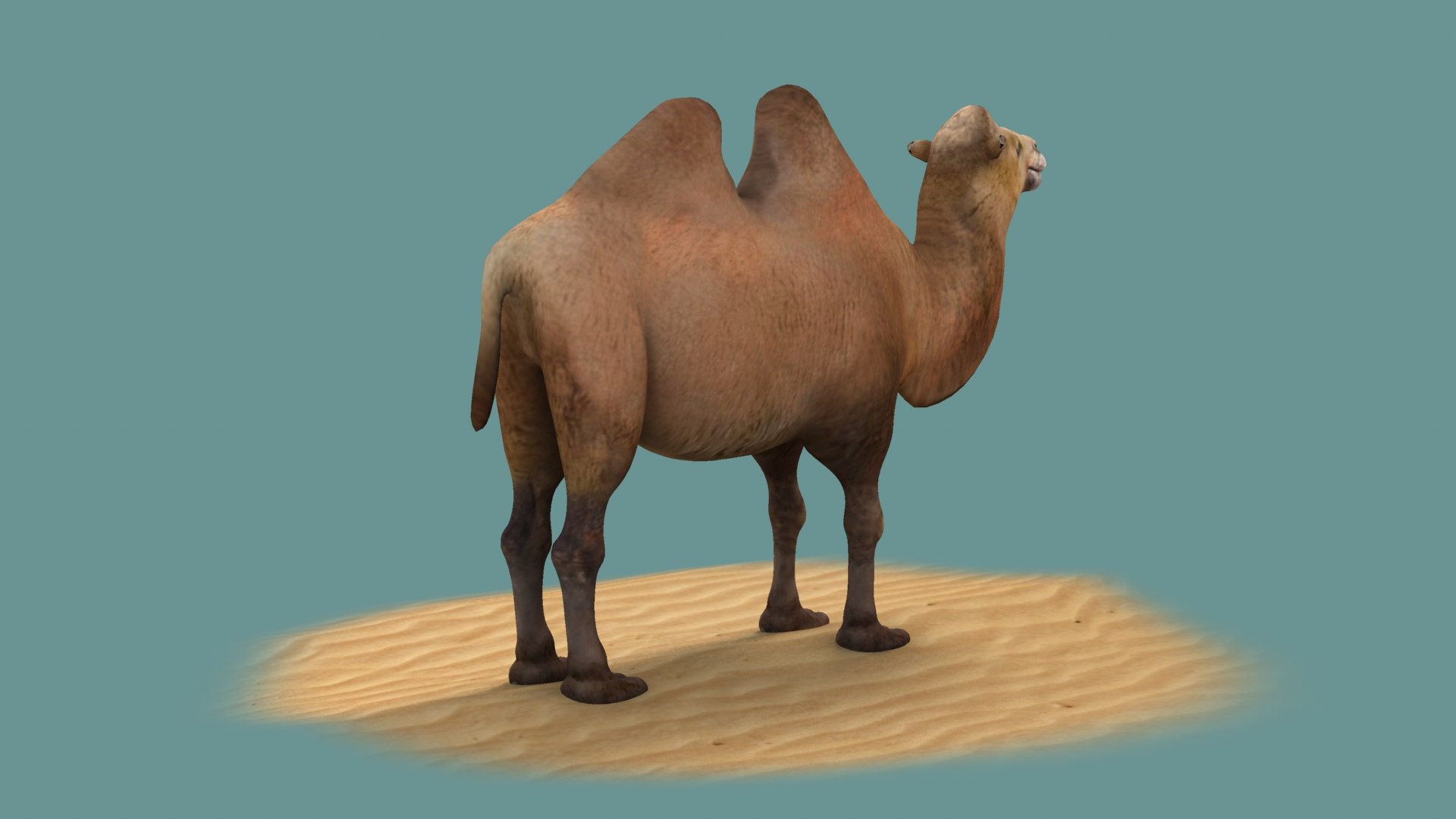 3D animals mammal camel dromedary lowpoly desert arabia arabian egypt wildlife https://p.turbosquid.com/ts-thumb/gy/afZJvz/dz/004/jpeg/1654959215/1920x1080/fit_q87/da06d24bb8f080c6eff463e617a523e855682b6a/004.jpg