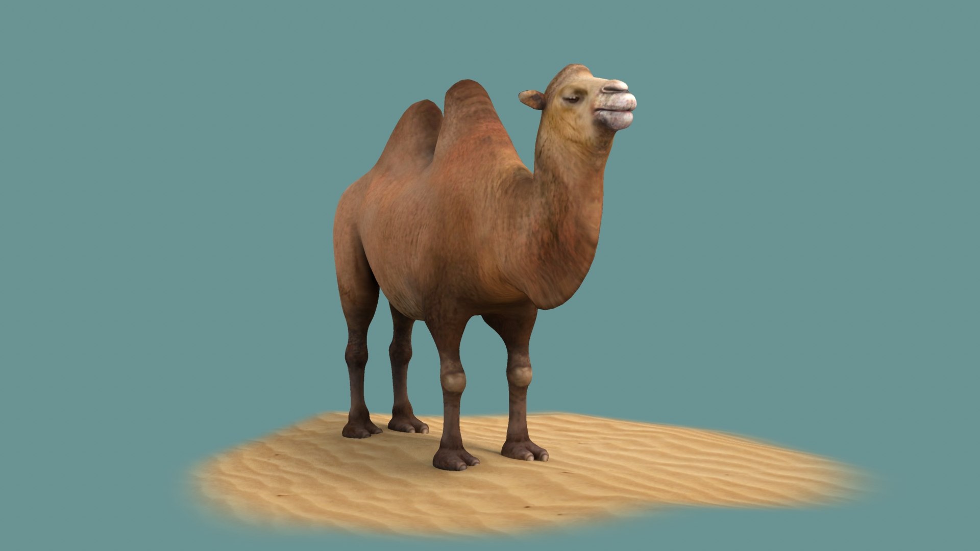 3D animals mammal camel dromedary lowpoly desert arabia arabian egypt wildlife https://p.turbosquid.com/ts-thumb/gy/afZJvz/fs/003/jpeg/1654959213/1920x1080/fit_q87/affbaae2f8b61b208095304746bb7e7aa58d2052/003.jpg