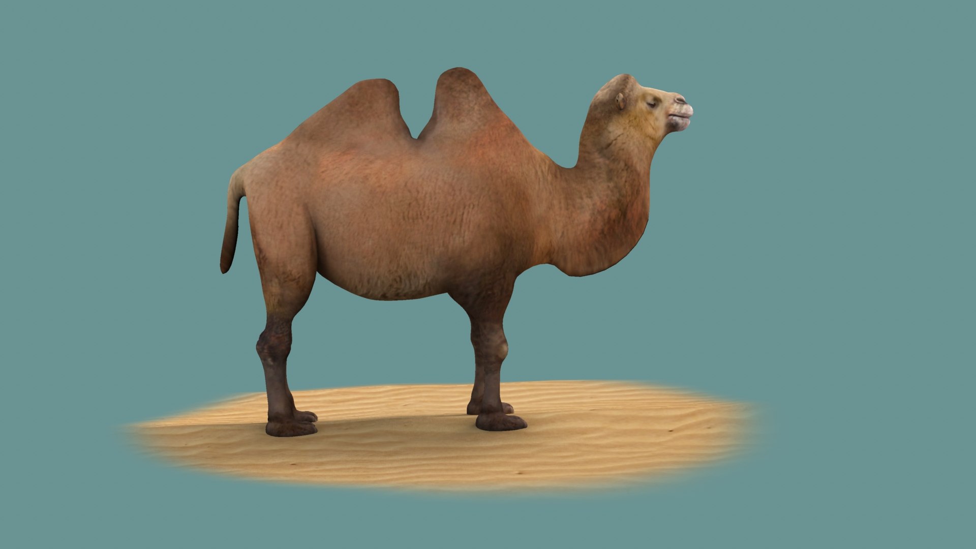 3D animals mammal camel dromedary lowpoly desert arabia arabian egypt wildlife https://p.turbosquid.com/ts-thumb/gy/afZJvz/jS/005/jpeg/1654959218/1920x1080/fit_q87/588acb30b570289ae919bfb818c8b02ce6c3ab92/005.jpg