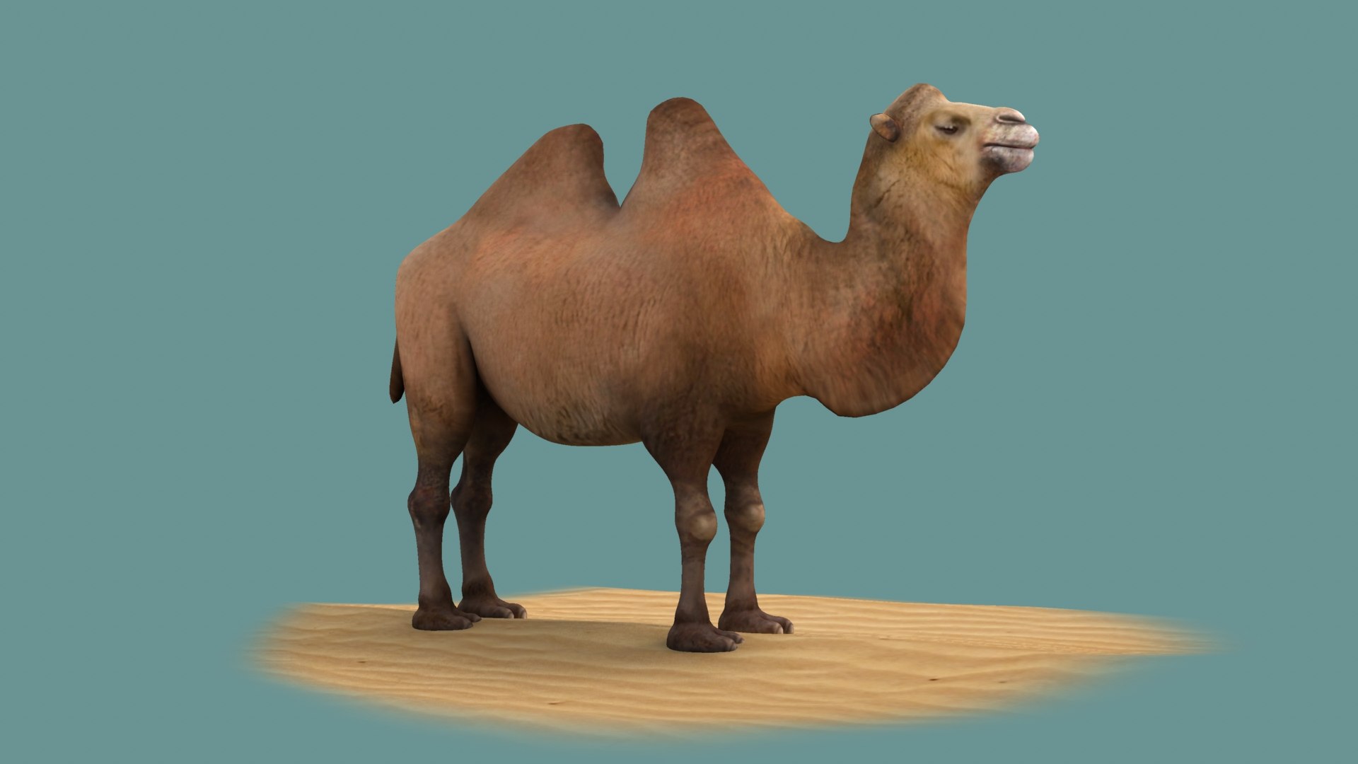 3D animals mammal camel dromedary lowpoly desert arabia arabian egypt wildlife https://p.turbosquid.com/ts-thumb/gy/afZJvz/ui/002/jpeg/1654959212/1920x1080/fit_q87/63334e059ac8fd2294fe11a55fb7ffb35ca1cb32/002.jpg