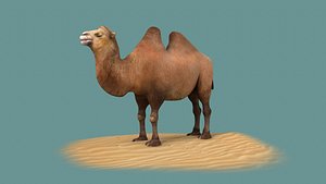 3D animals mammal camel dromedary lowpoly desert arabia arabian egypt wildlife