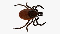 mite